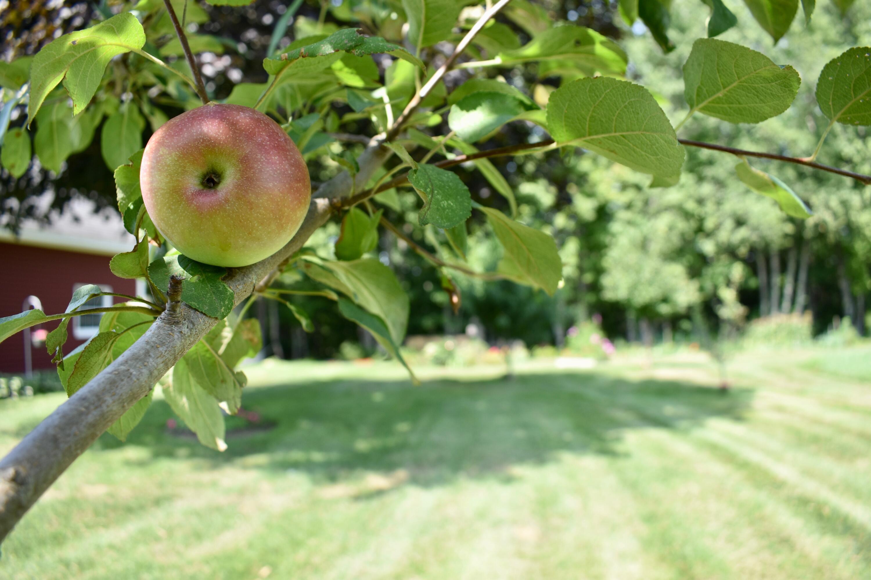 54 Field Road Cumberland, ME 04021 - Photo 75 of 87 Fruit Trees