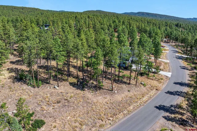 a view of a forest with a tree in the background