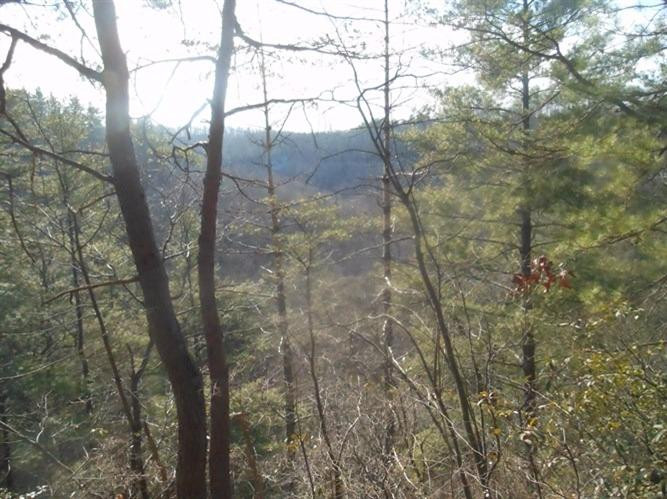 121 Adams Cow Point Road Wellington, KY 40387 - Photo 18 of 46 Photo 18