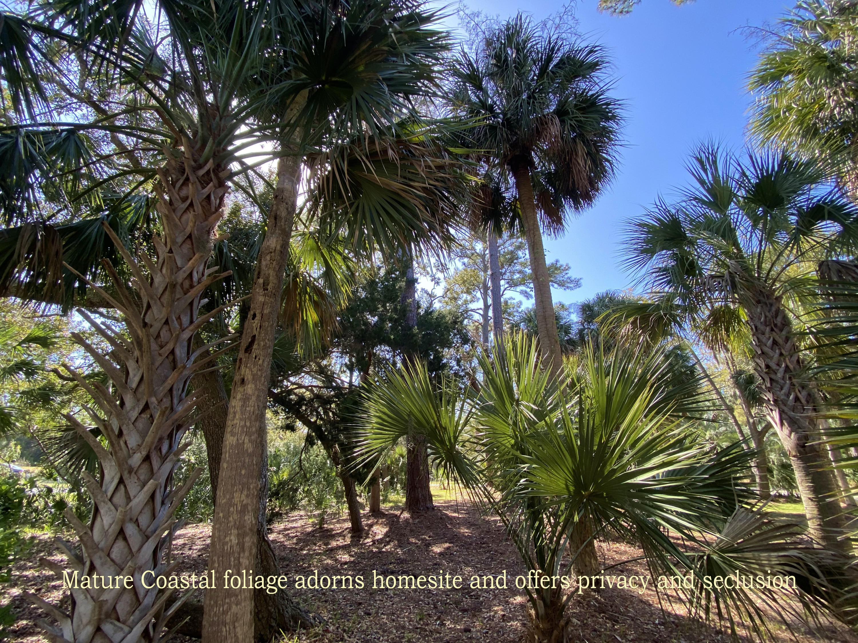 15 Gun Bluff Road Edisto Island, SC 29438 - Photo 63 of 67 18