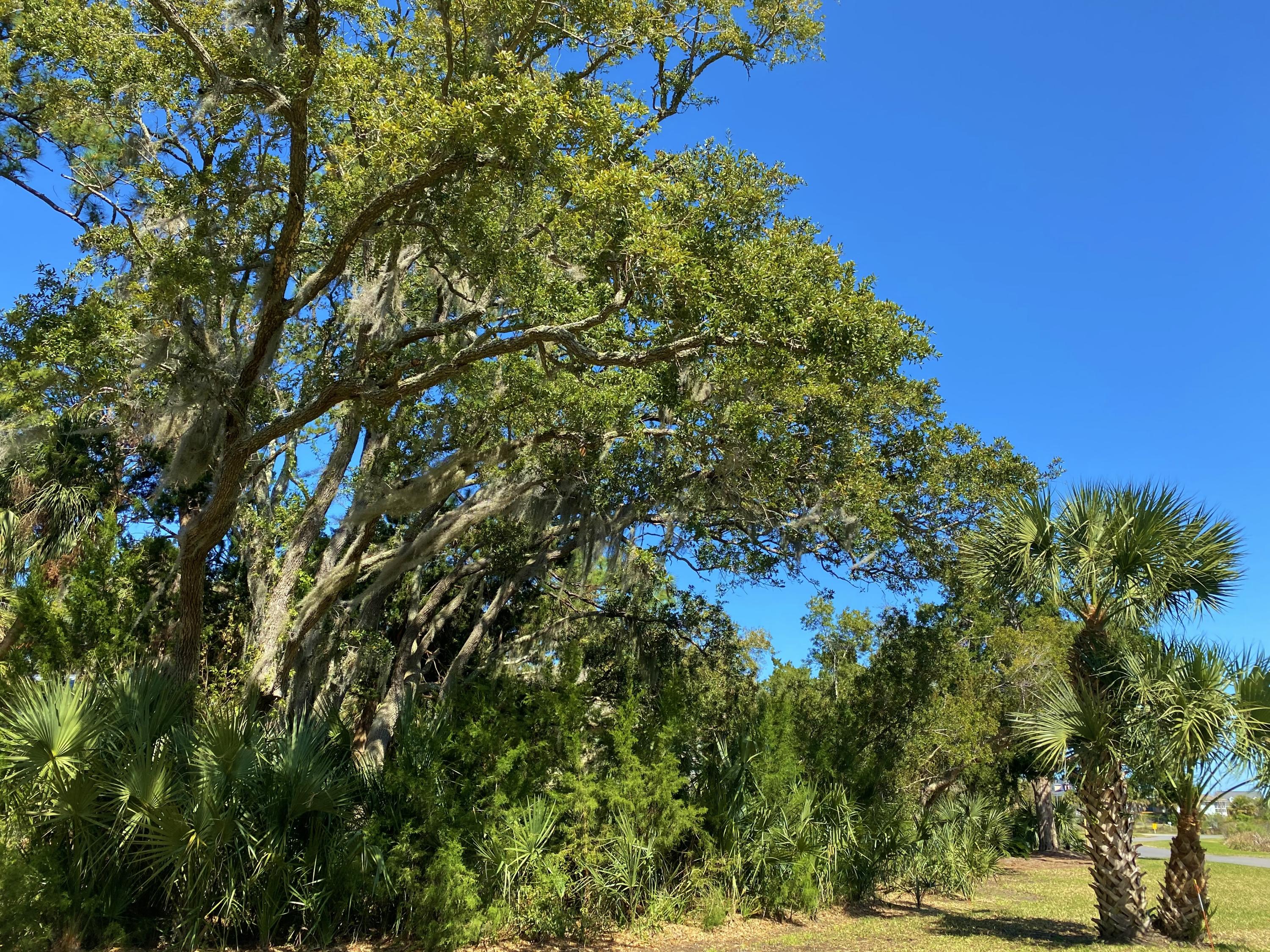 15 Gun Bluff Road Edisto Island, SC 29438 - Photo 65 of 67 18b