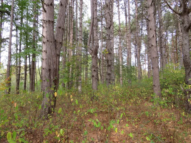 $185,000 | 17 17 Mile Road, Marion, MI 49665