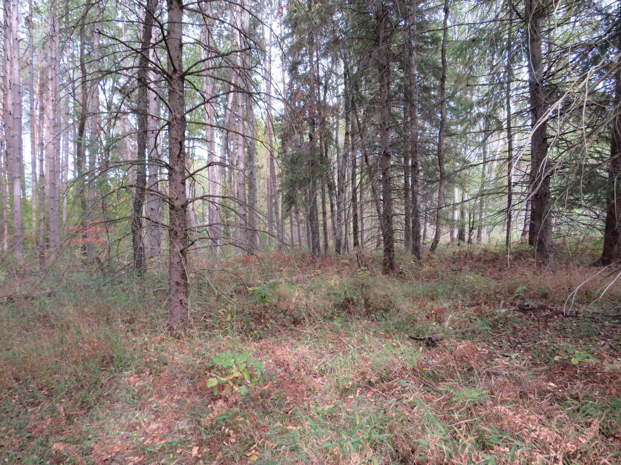 17 17 Mile Road Marion, MI 49665 - Photo 22 of 45 IMG_0484