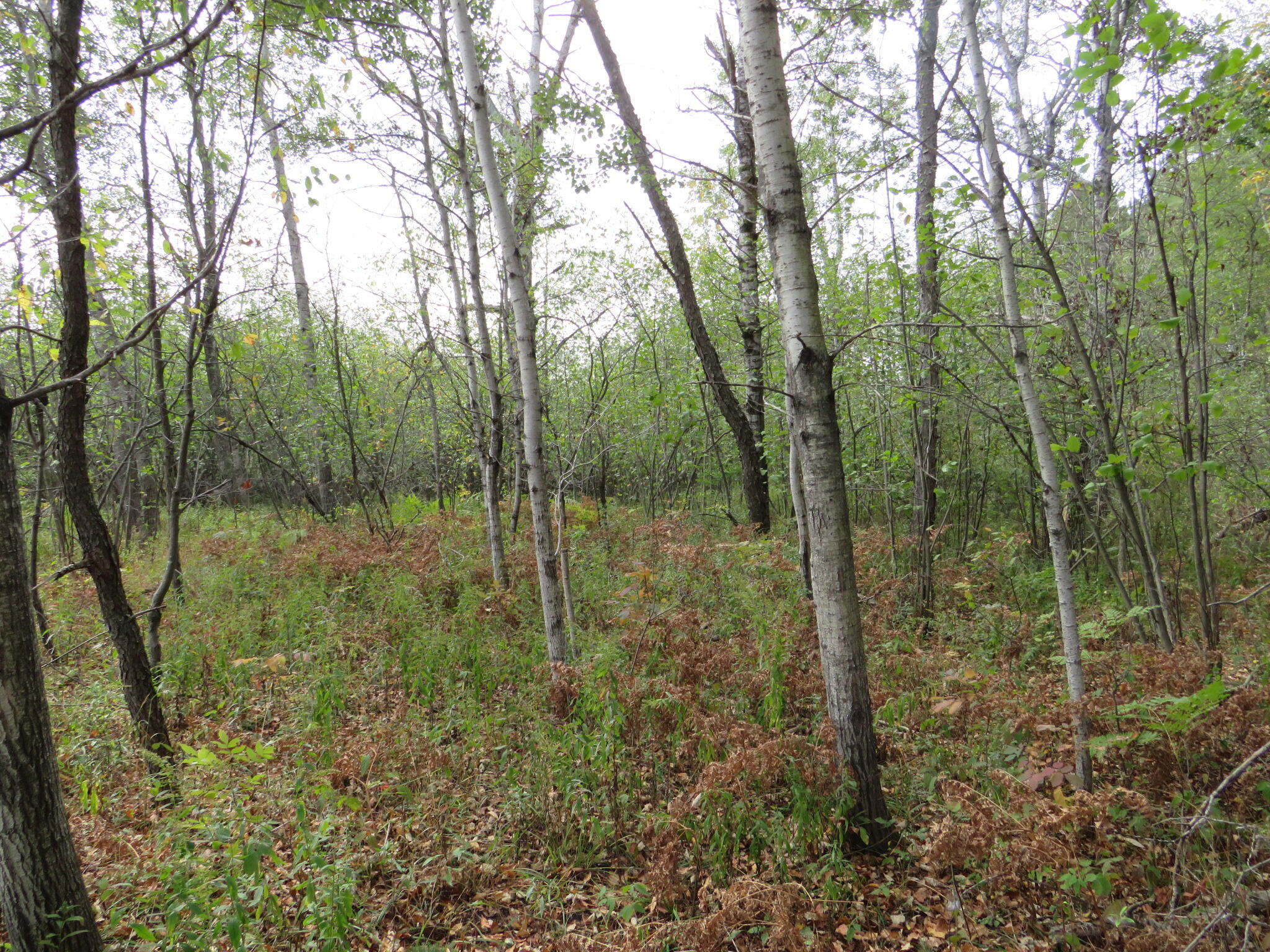 17 17 Mile Road Marion, MI 49665 - Photo 23 of 45 IMG_0487