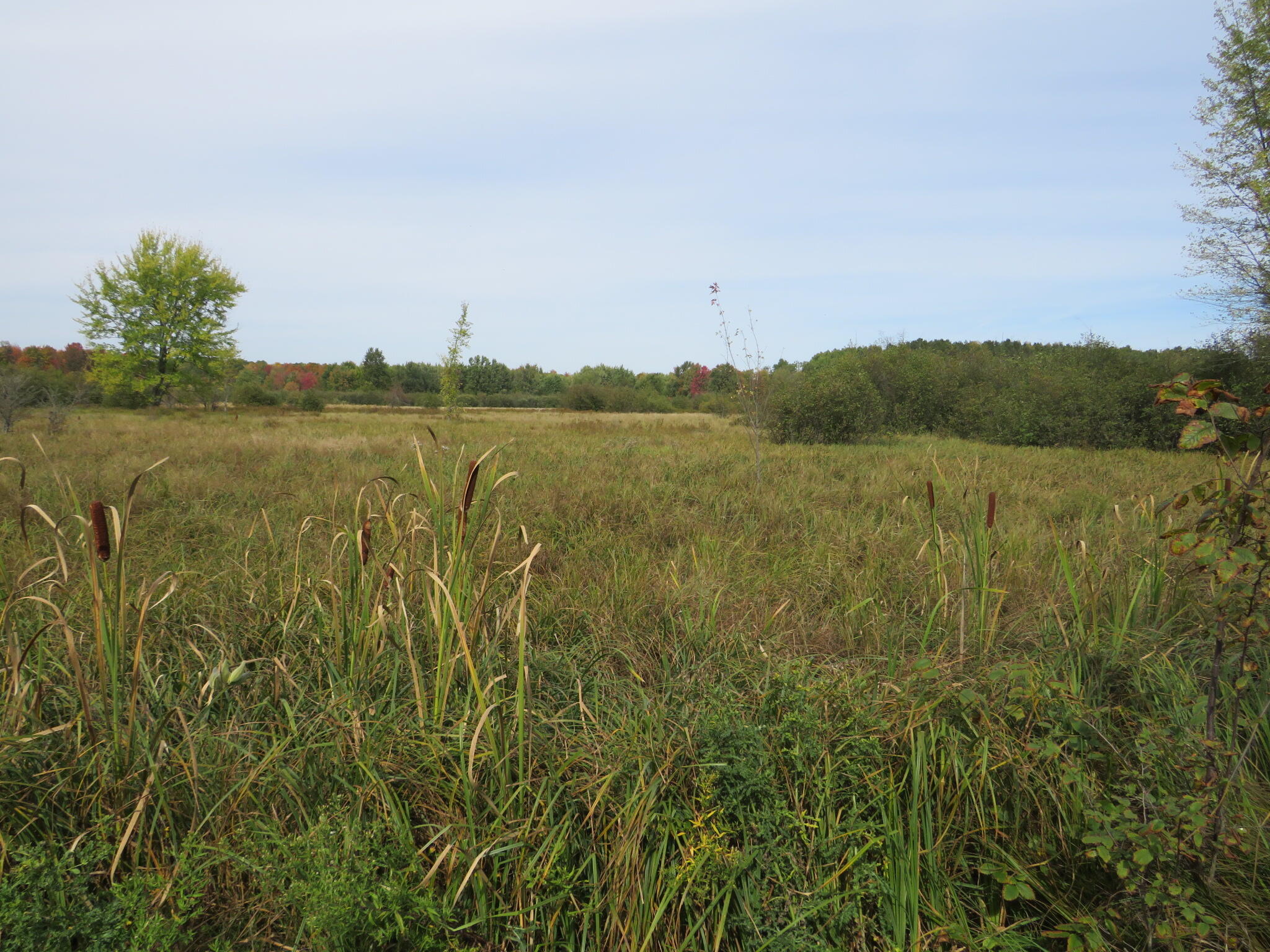 17 17 Mile Road Marion, MI 49665 - Photo 3 of 45 IMG_0439