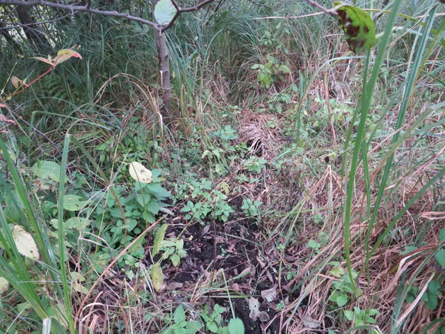 $185,000 | 17 17 Mile Road, Marion, MI 49665