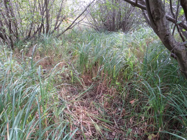 $185,000 | 17 17 Mile Road, Marion, MI 49665