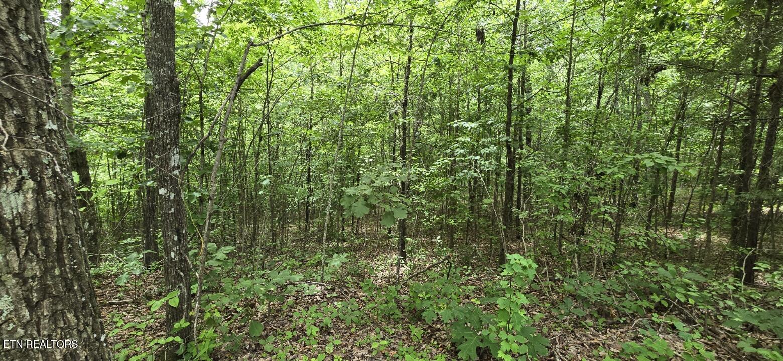 Lot 48-49 Bear Creek Road Oneida, TN 37841 - Photo 13 of 16 20260612_142848