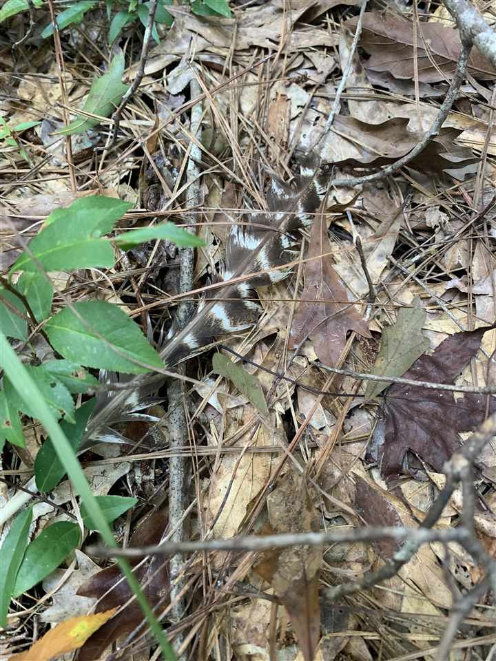 0 Tithelo Road Canton, MS 39046 - Photo 3 of 9 Photo 3