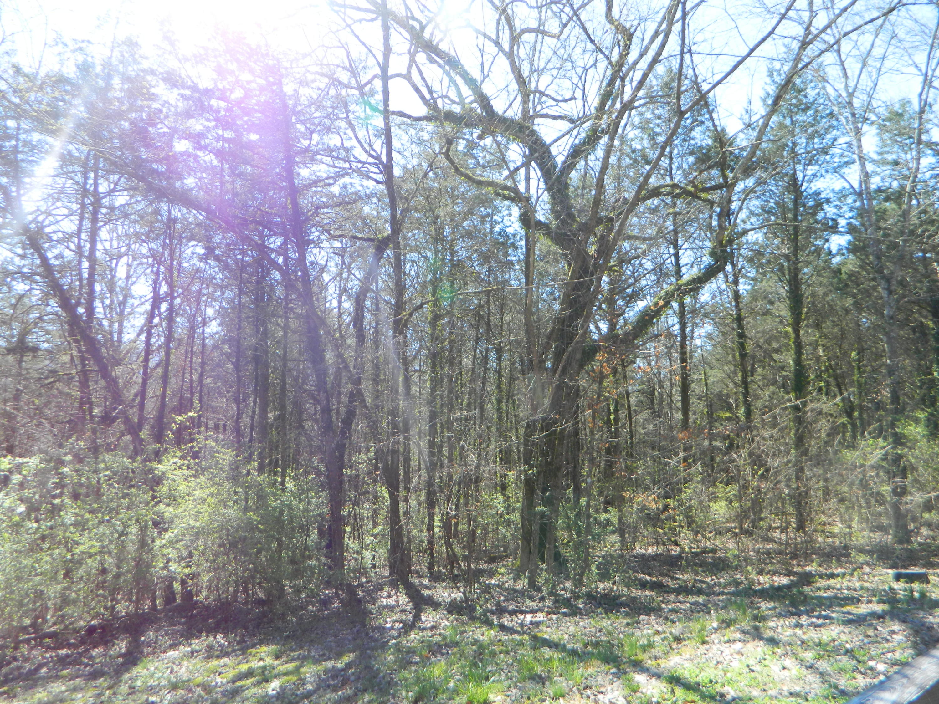 367 Morganville Ridge Road Trenton, GA 30752 - Photo 30 of 34 DSCN3267