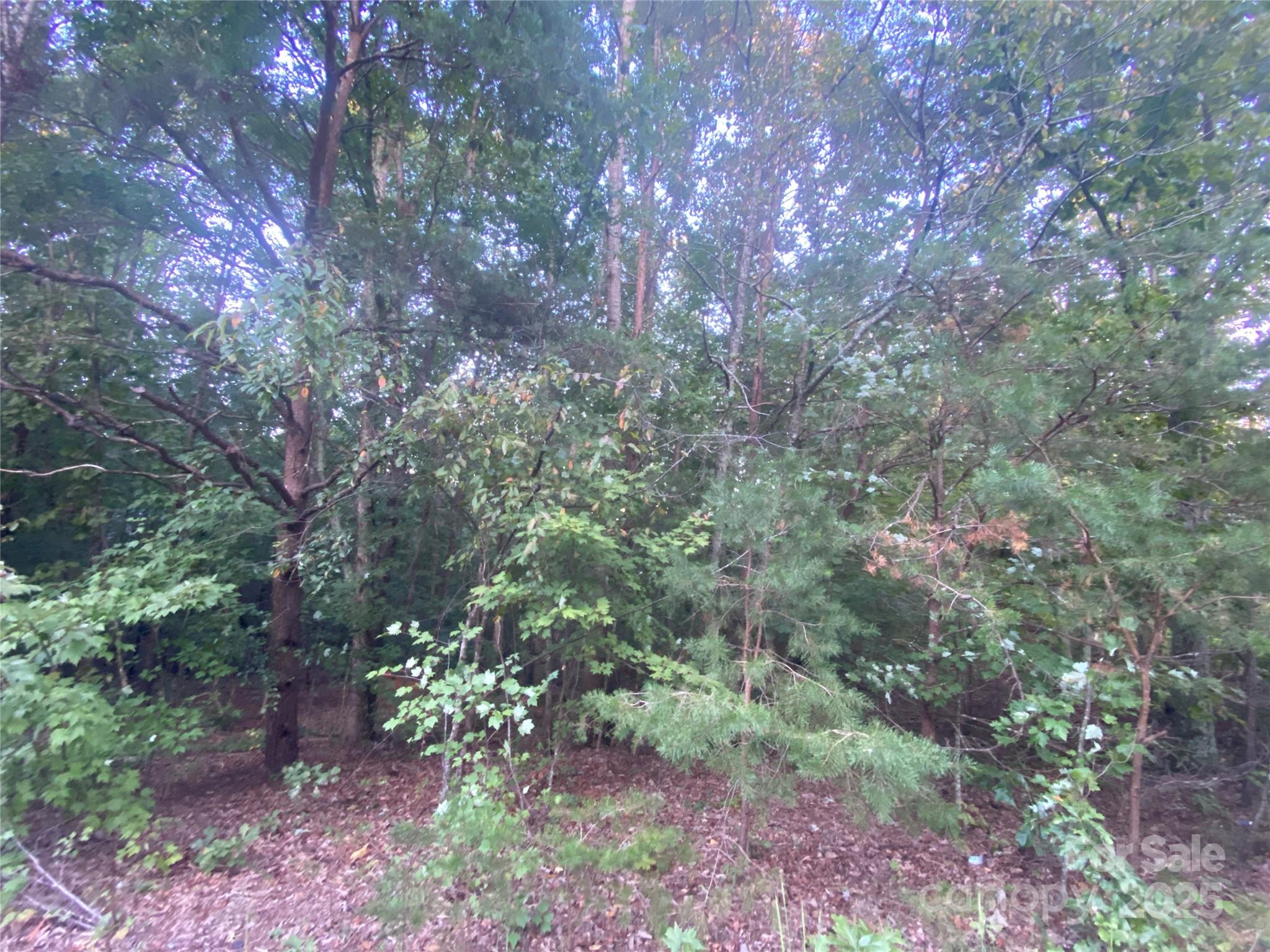 1301 Shadowfax Wynd, Unit 51 Hickory, NC 28602 - Photo 8 of 12 a view of a forest that has a tree
