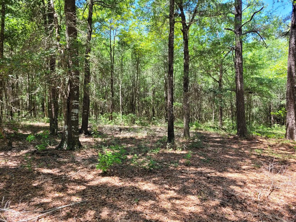 17639 North Creek Road Florala, AL 36442 - Photo 13 of 40