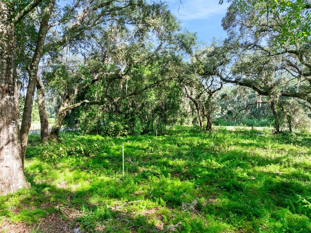 Roberts Road Pierson, FL 32180 - Photo 33 of 36 a view of a yard with plants and large trees