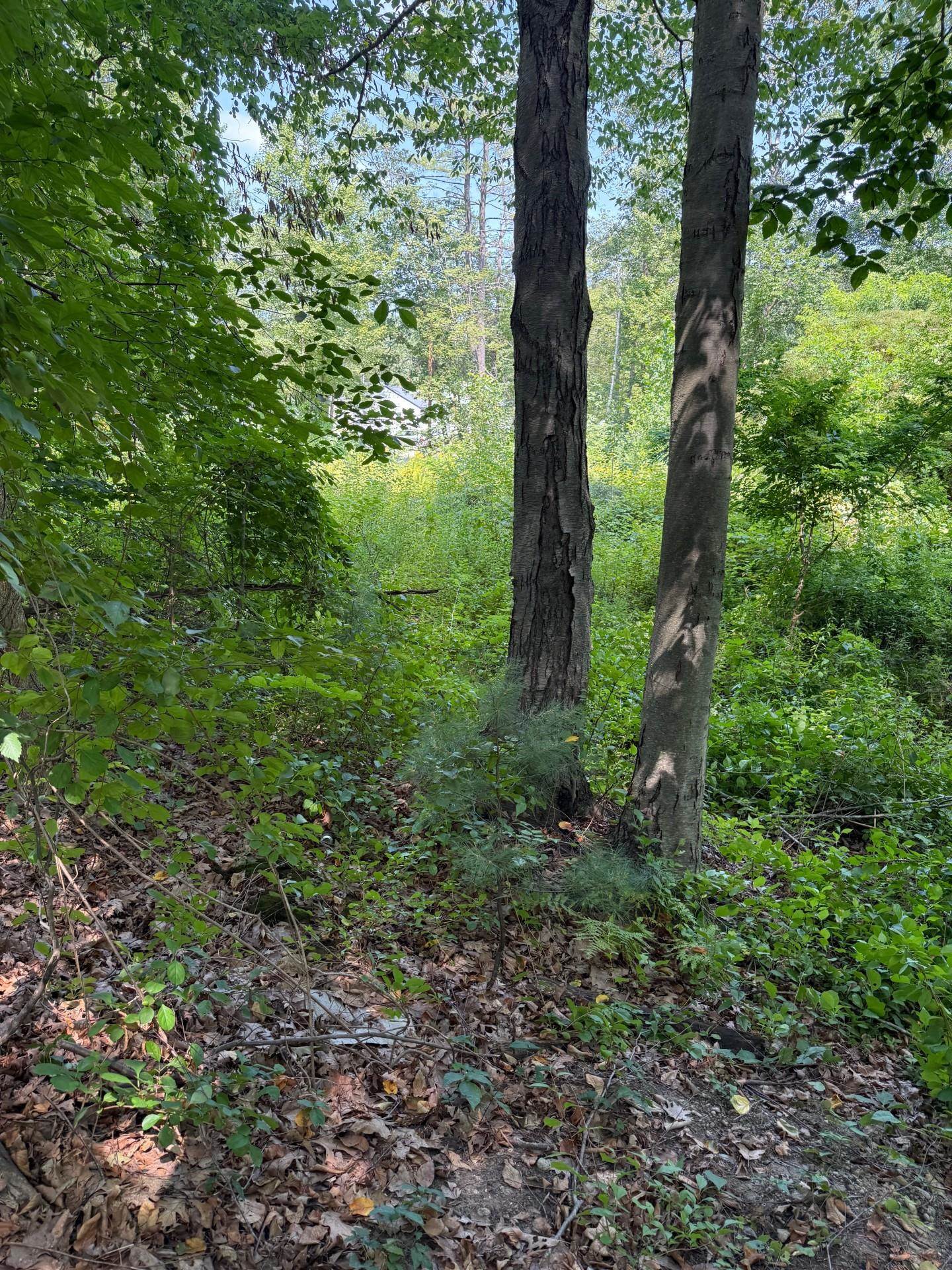 2 Shore Drive Goffstown, NH 03045 - Photo 11 of 11