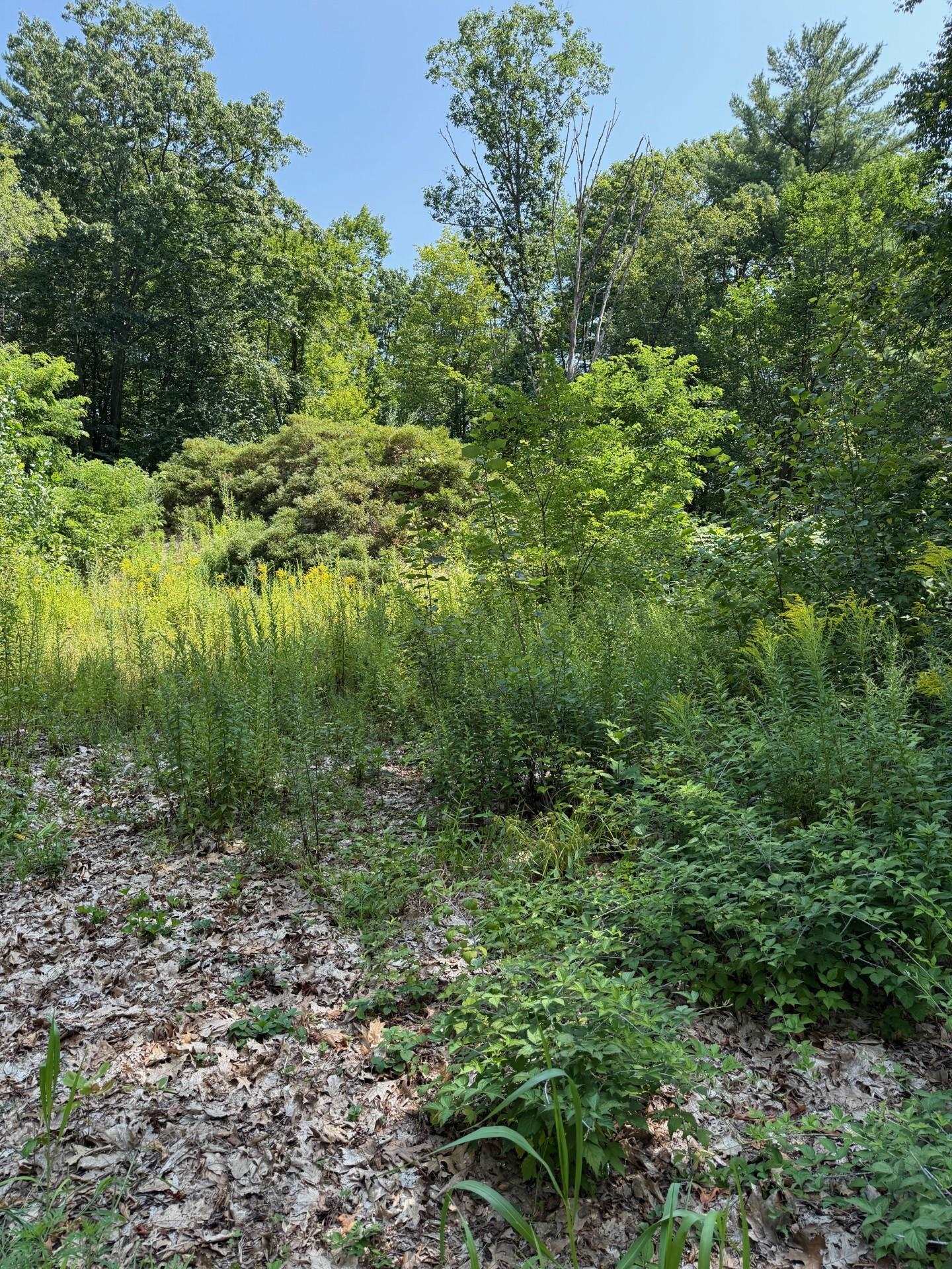 2 Shore Drive Goffstown, NH 03045 - Photo 7 of 11