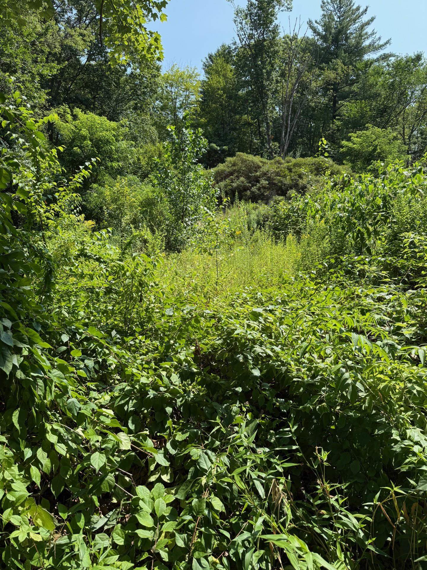 2 Shore Drive Goffstown, NH 03045 - Photo 8 of 11