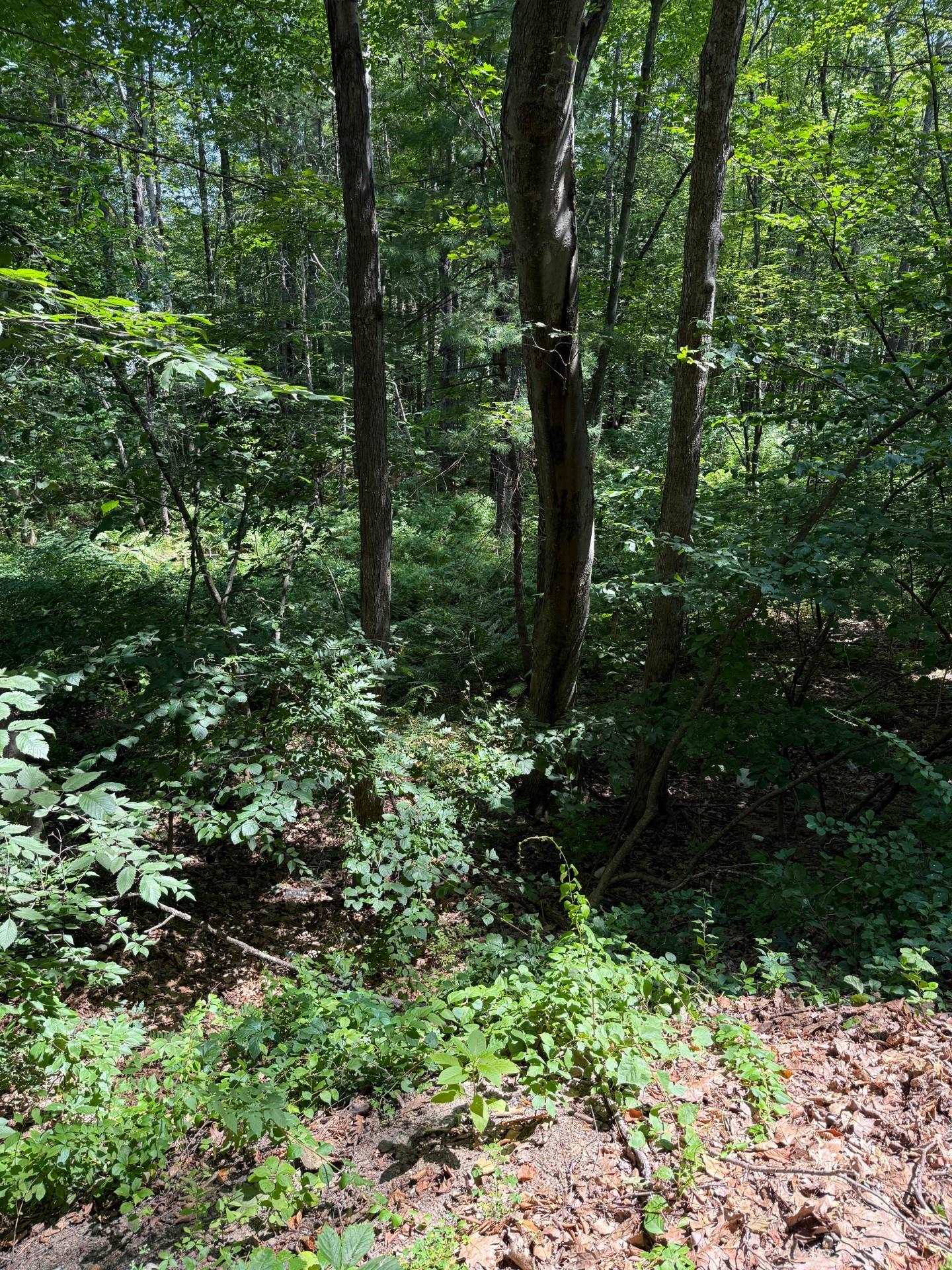 2 Shore Drive Goffstown, NH 03045 - Photo 10 of 11