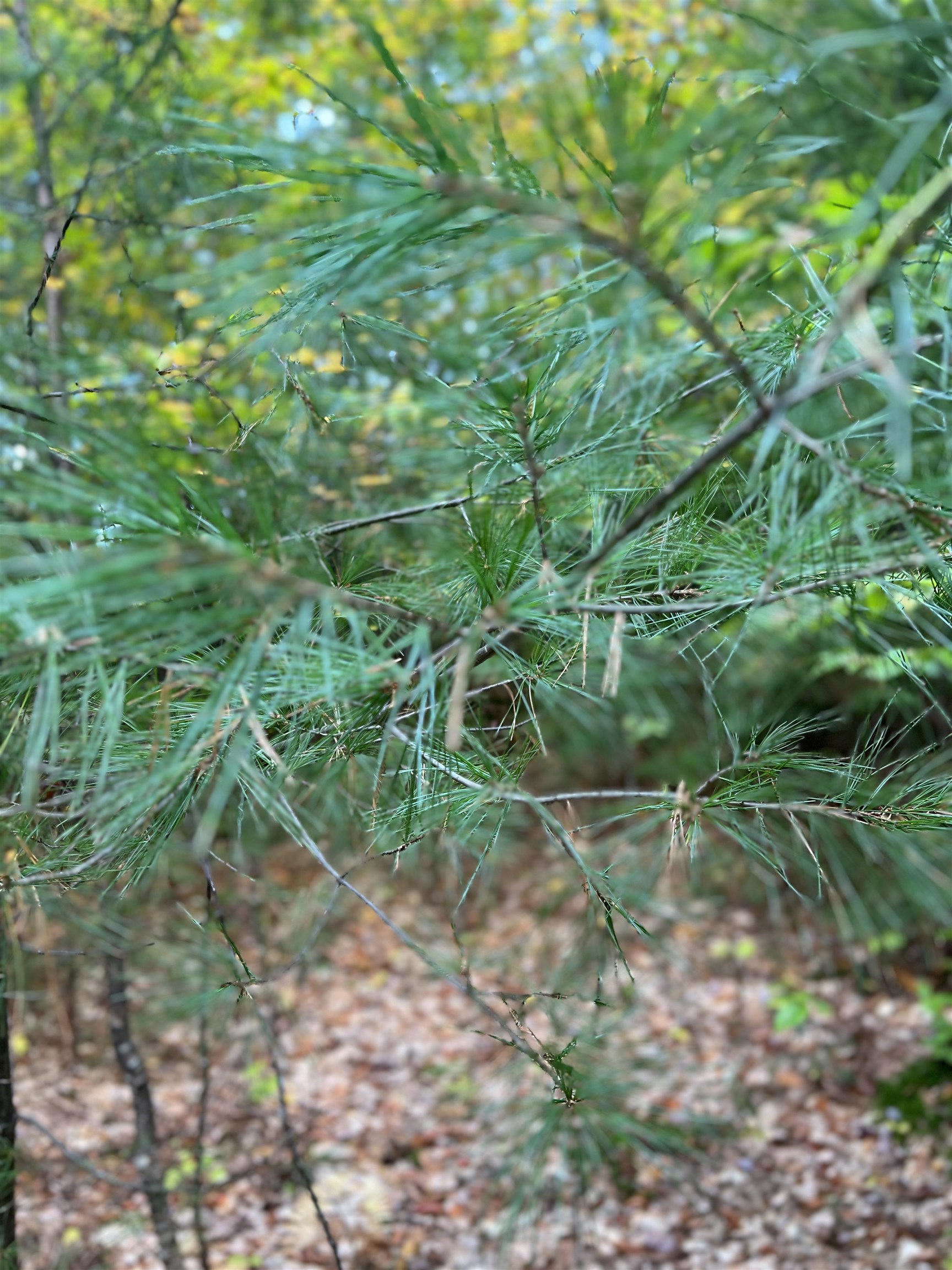 0 Oak Ridge Road Plymouth, NH 03264 - Photo 11 of 29