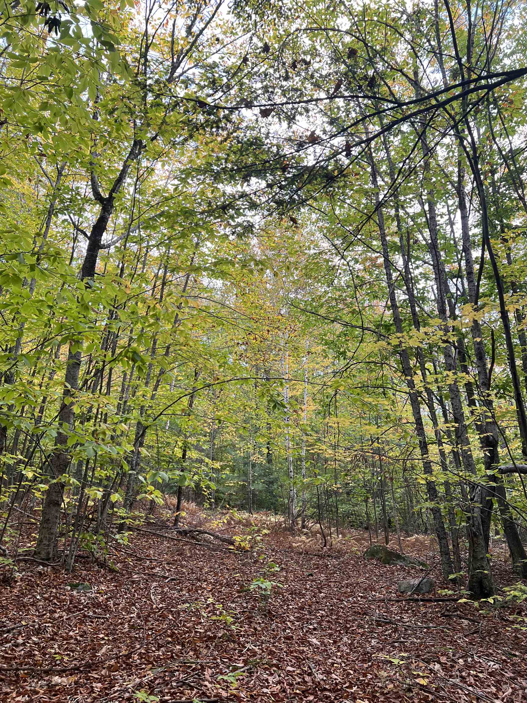 0 Oak Ridge Road Plymouth, NH 03264 - Photo 12 of 29