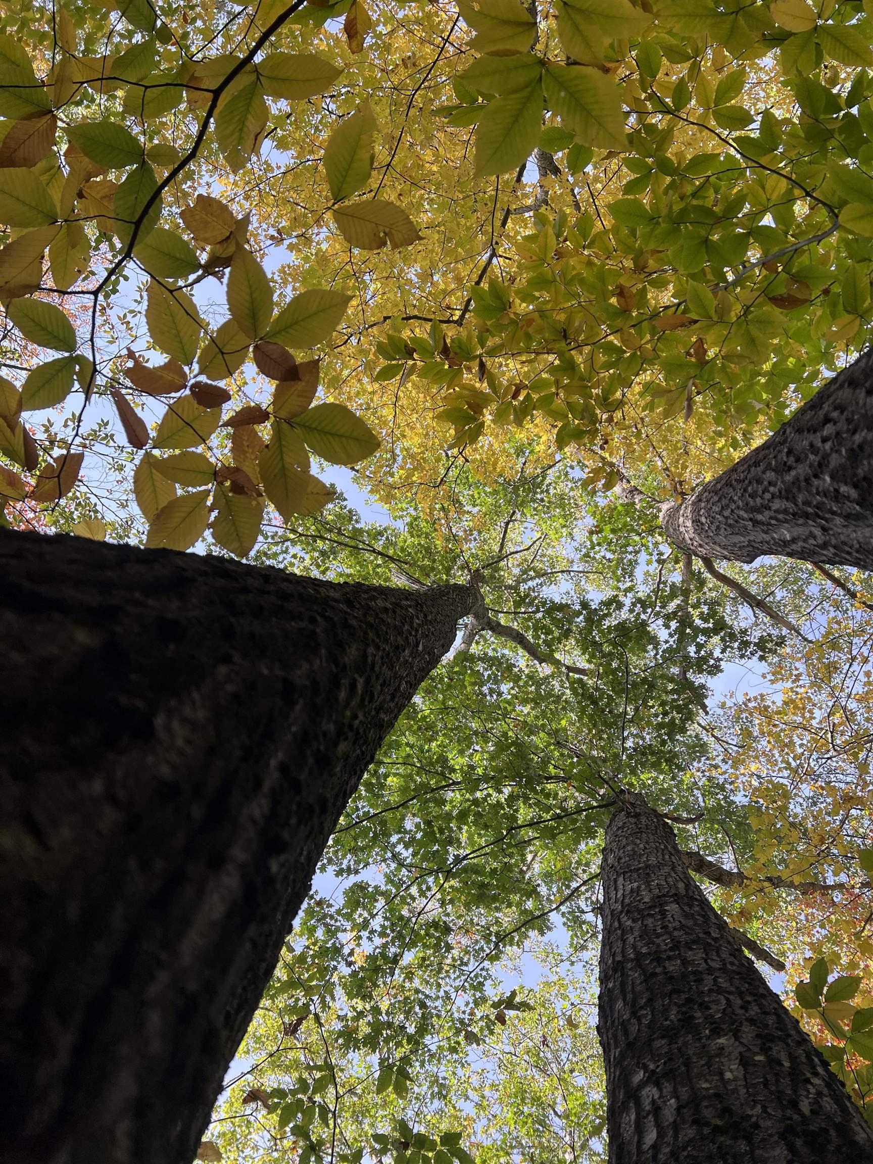 0 Oak Ridge Road Plymouth, NH 03264 - Photo 13 of 29