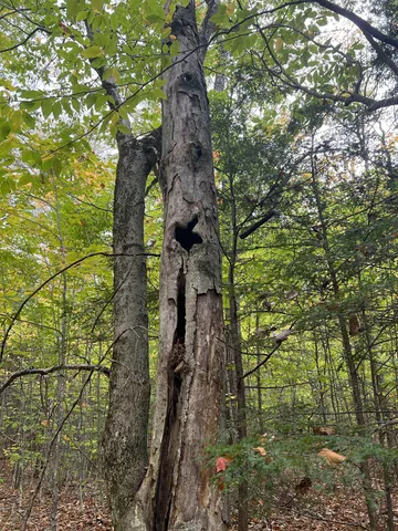 $249,000 | 0 Oak Ridge Road, Plymouth, NH 03264