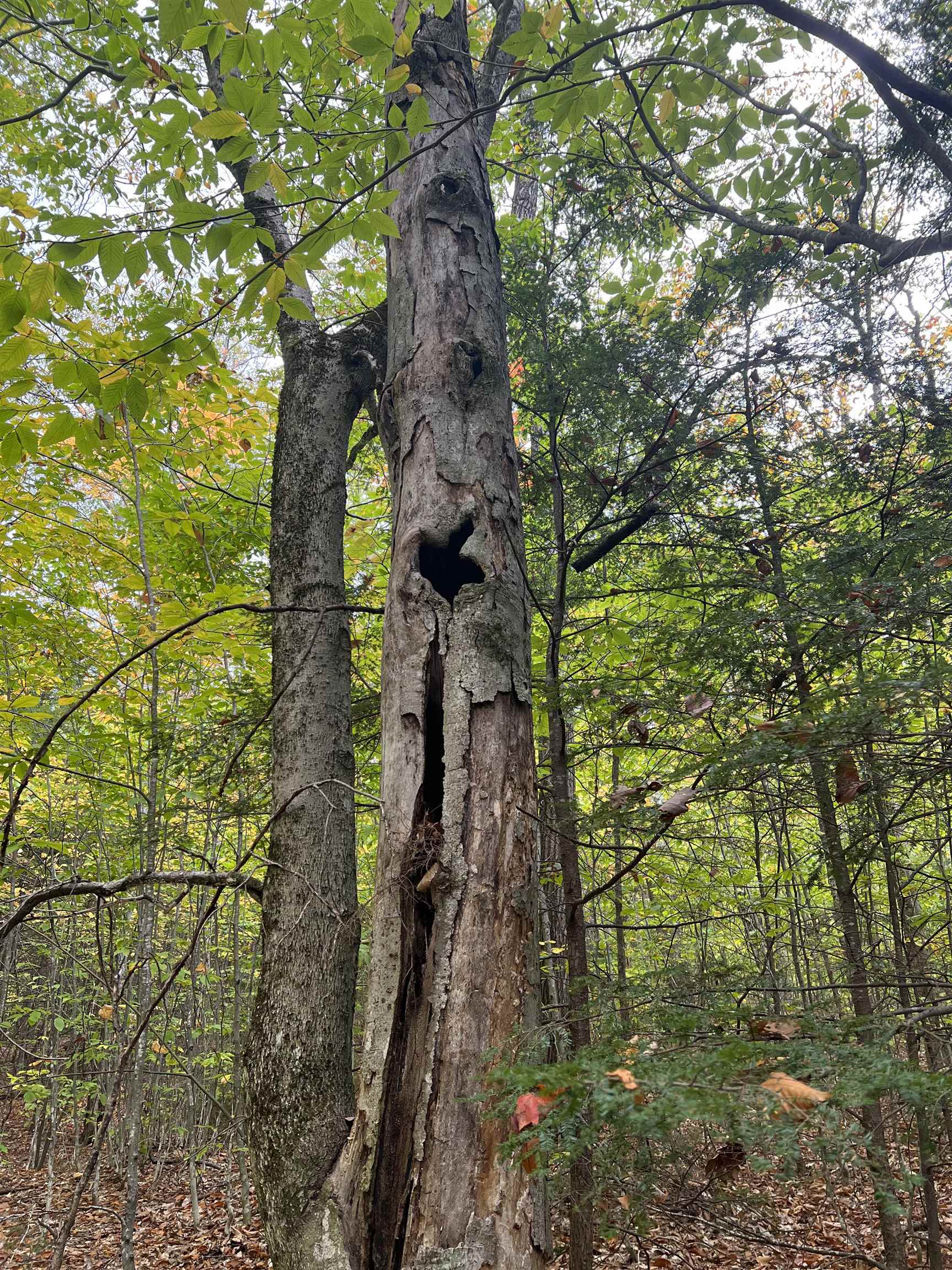 0 Oak Ridge Road Plymouth, NH 03264 - Photo 15 of 29