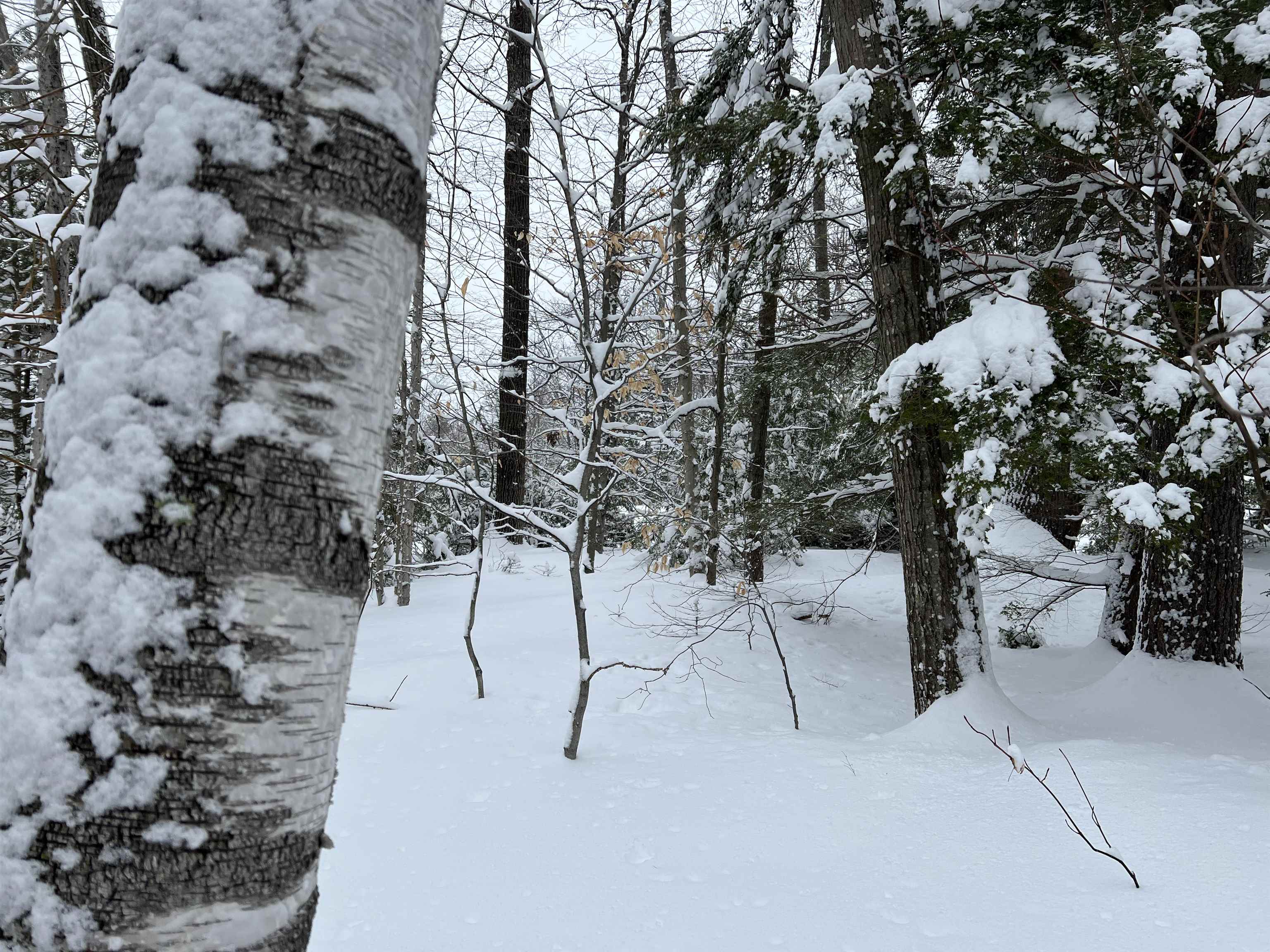 0 Oak Ridge Road Plymouth, NH 03264 - Photo 2 of 29