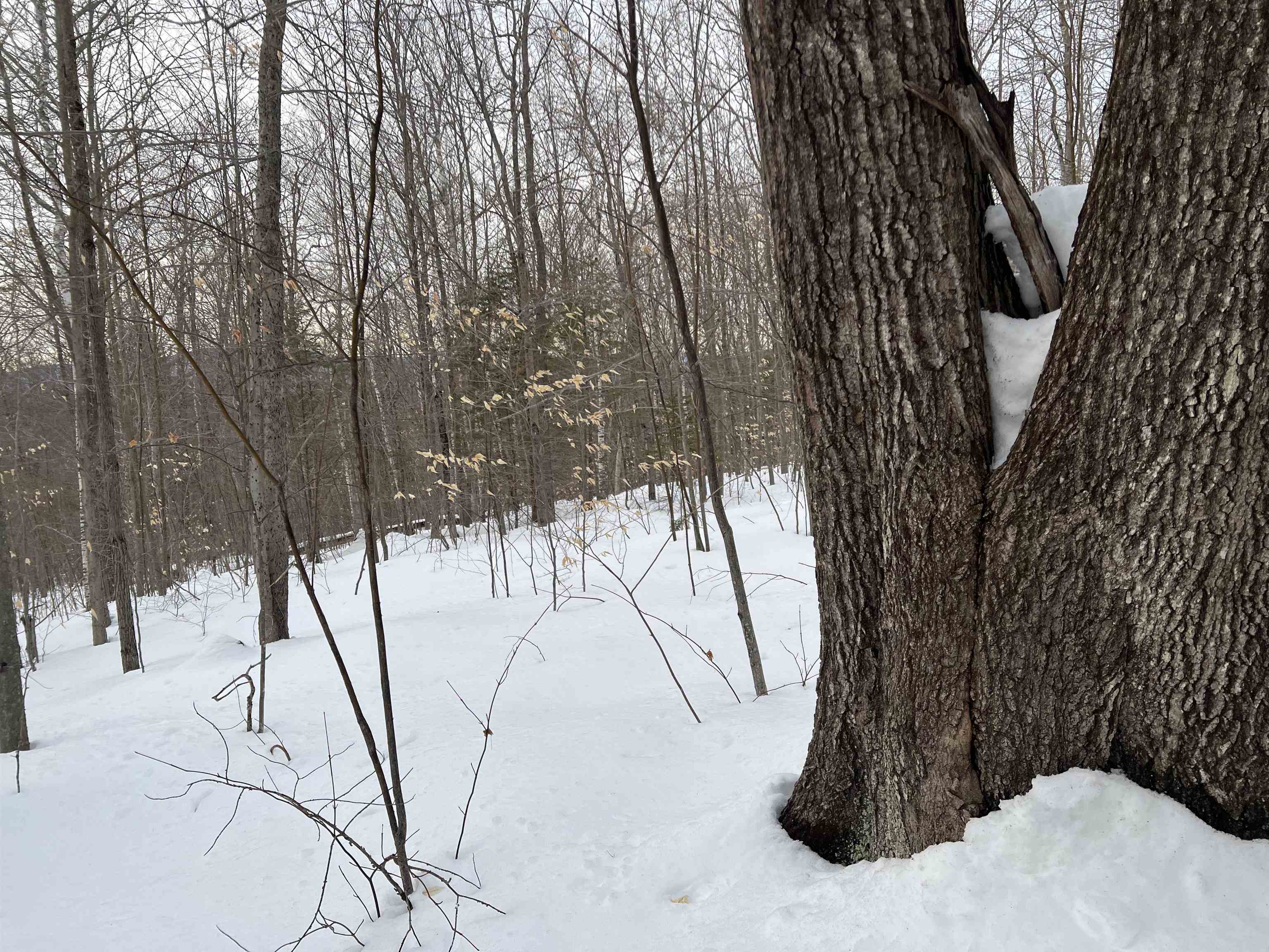 0 Oak Ridge Road Plymouth, NH 03264 - Photo 21 of 29