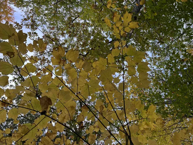 $249,000 | 0 Oak Ridge Road, Plymouth, NH 03264