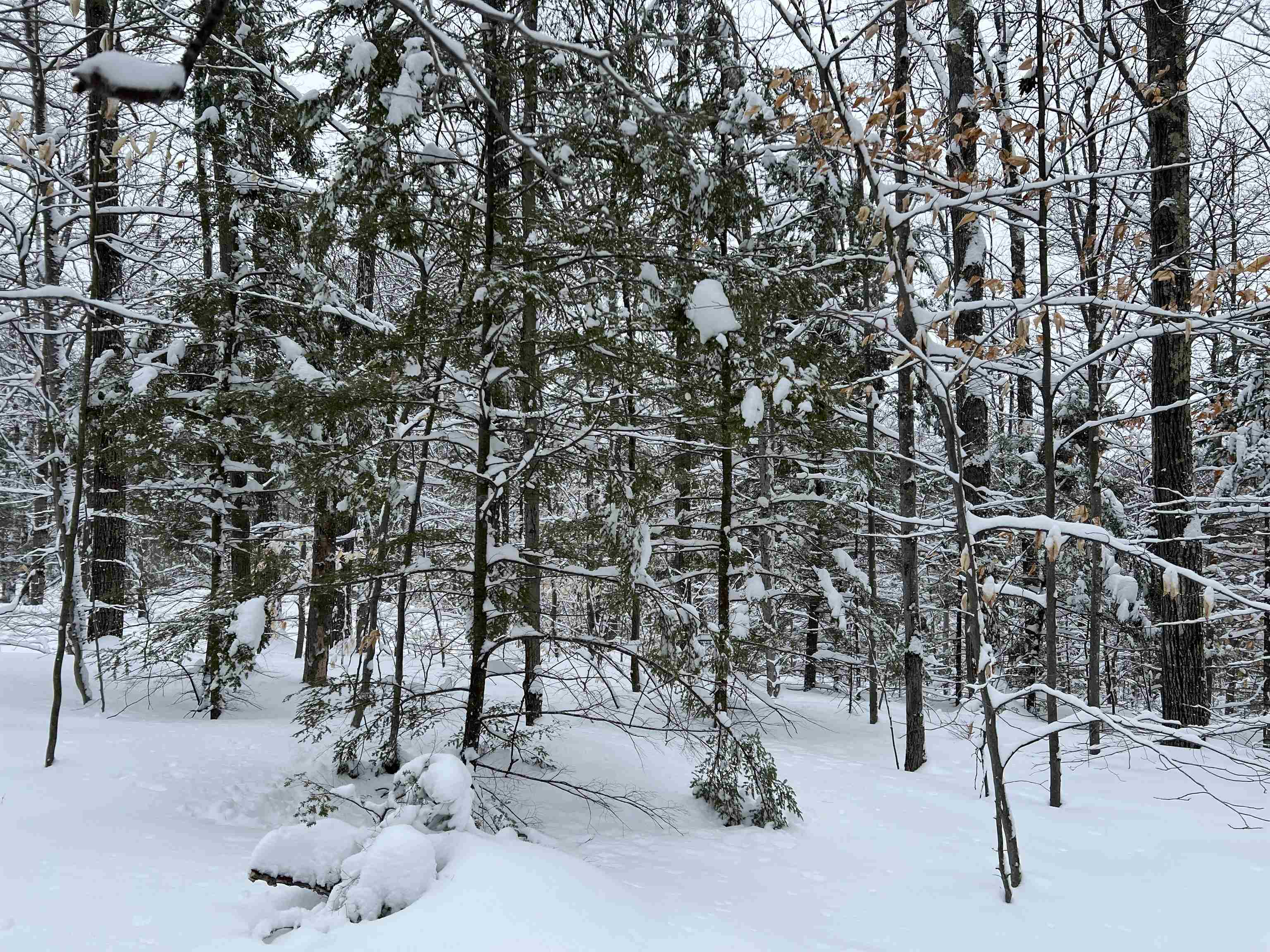 0 Oak Ridge Road Plymouth, NH 03264 - Photo 3 of 29