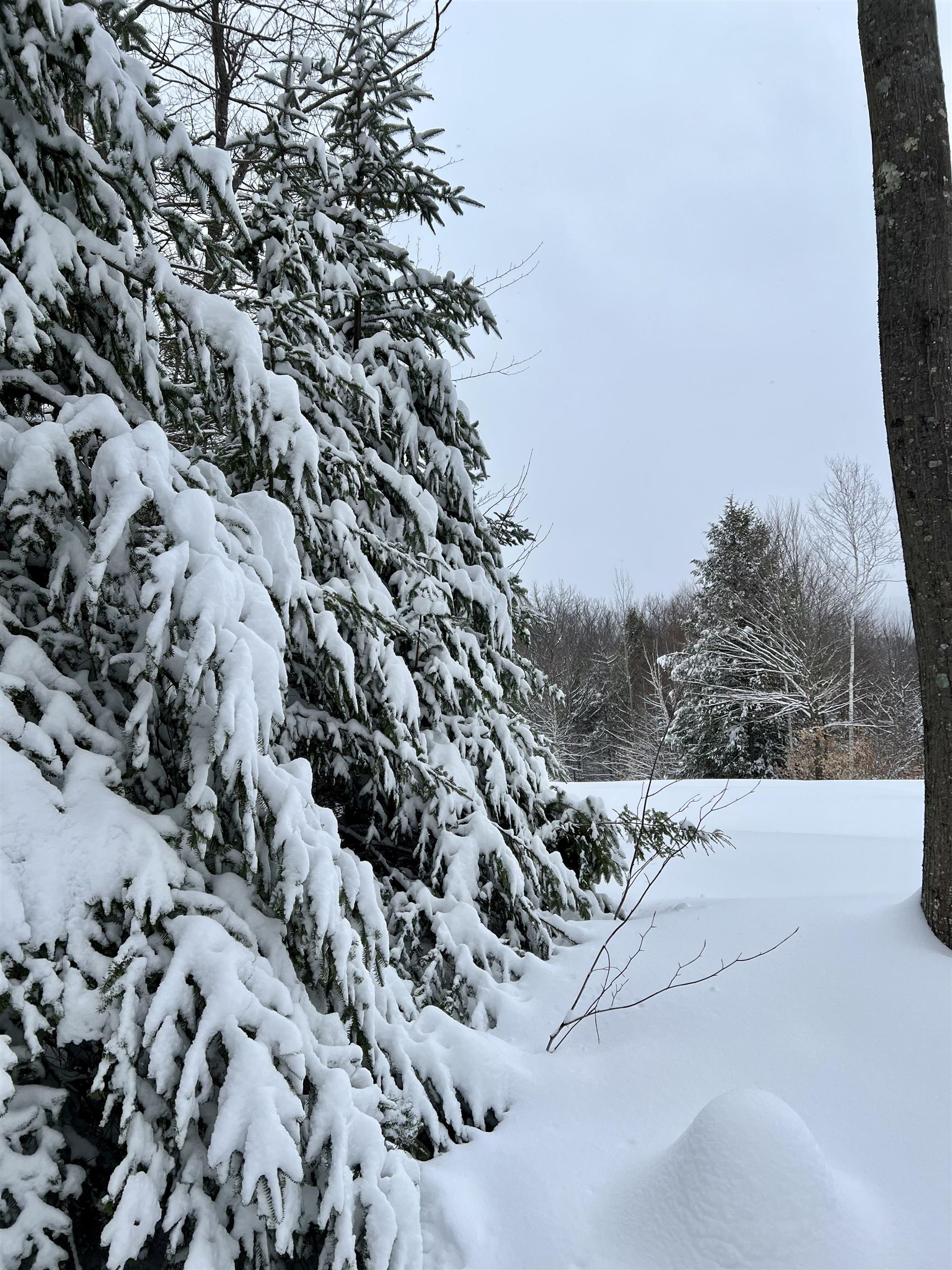 0 Oak Ridge Road Plymouth, NH 03264 - Photo 4 of 29