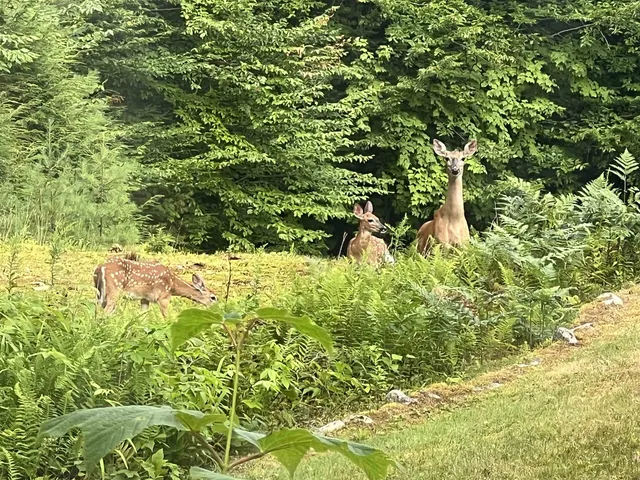 $249,000 | 0 Oak Ridge Road, Plymouth, NH 03264