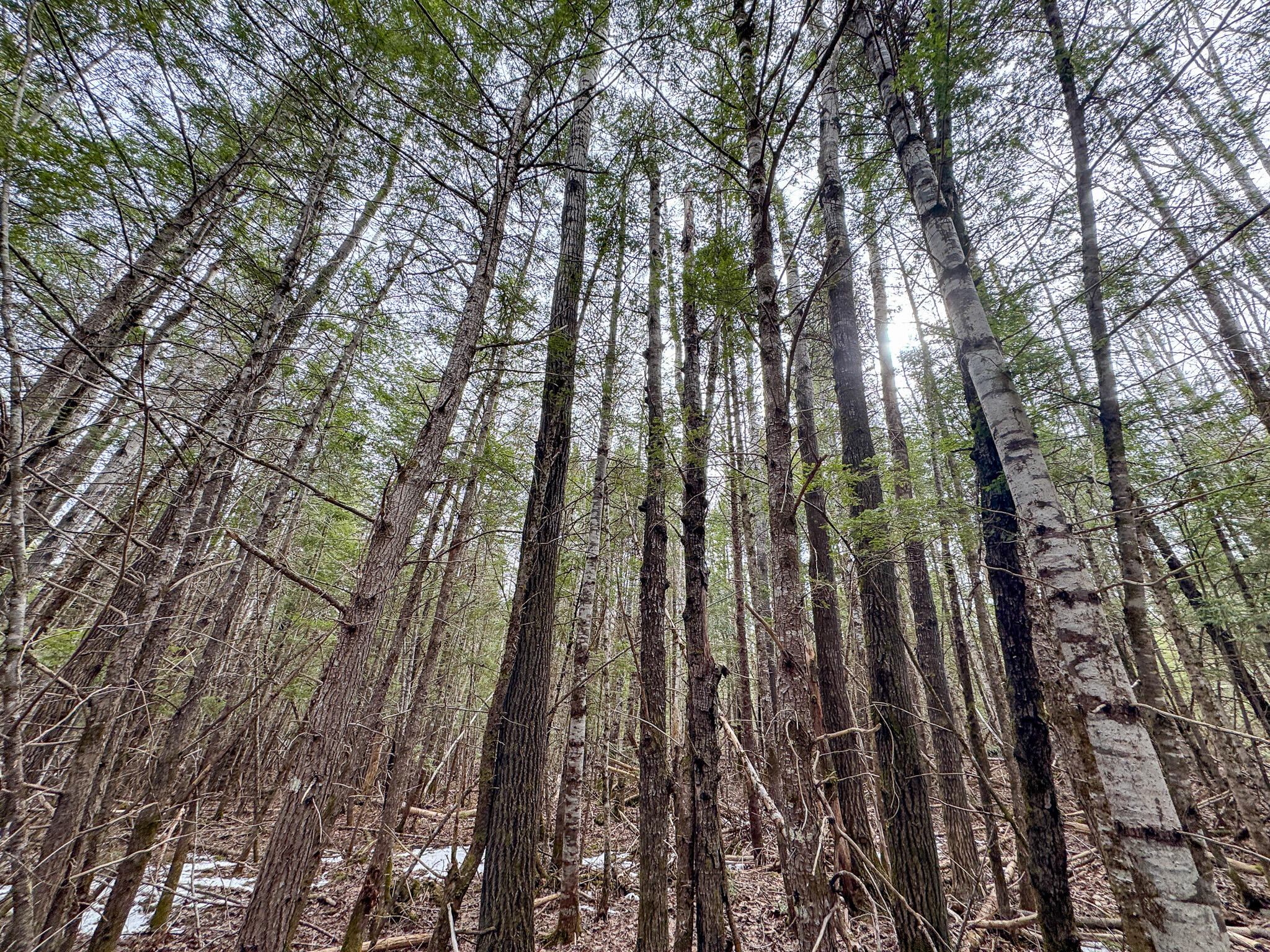 M1-l58.3 Pickerel Pond Road Greenbush, ME 04418 - Photo 12 of 21 12