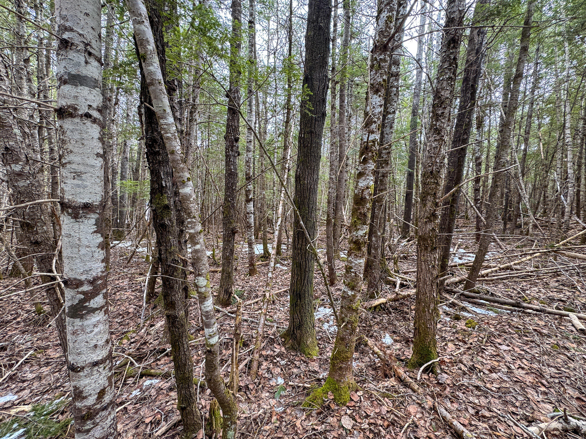 M1-l58.3 Pickerel Pond Road Greenbush, ME 04418 - Photo 13 of 21 13