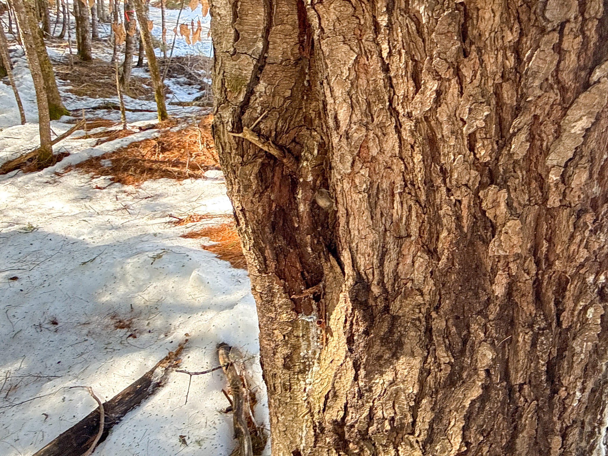 M1-l58.3 Pickerel Pond Road Greenbush, ME 04418 - Photo 7 of 21 7