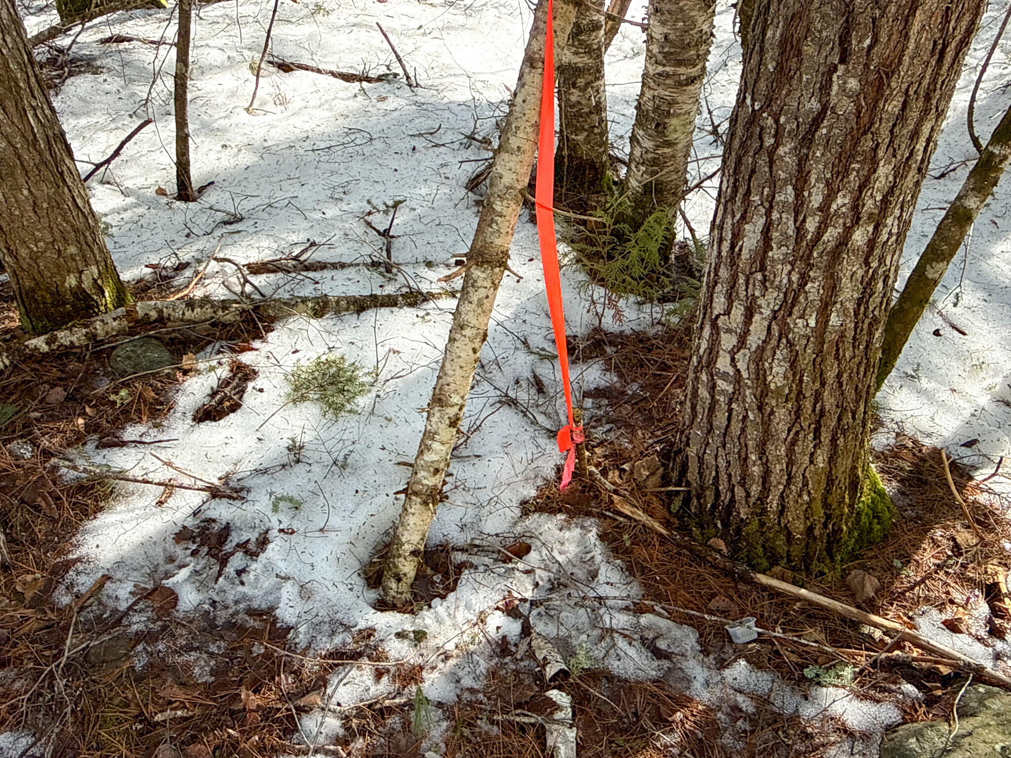 M1-l58.3 Pickerel Pond Road Greenbush, ME 04418 - Photo 8 of 21 8