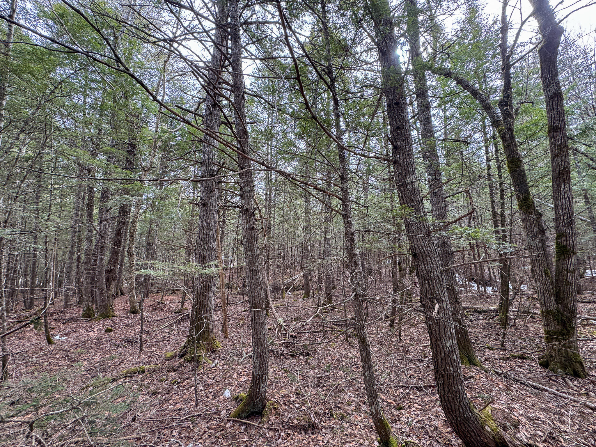 M1-l58.3 Pickerel Pond Road Greenbush, ME 04418 - Photo 9 of 21 9