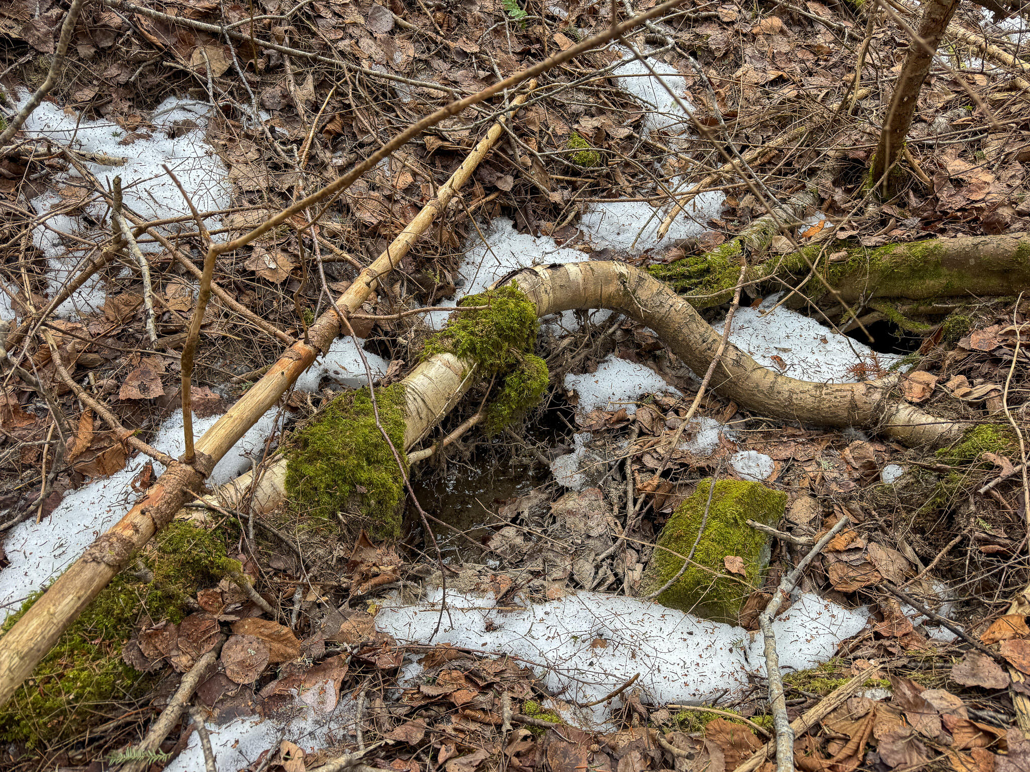 M1-l58.3 Pickerel Pond Road Greenbush, ME 04418 - Photo 10 of 21 10