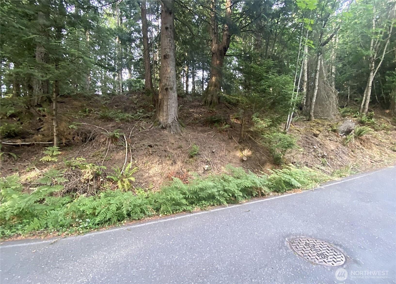 a view of a forest with trees in the background