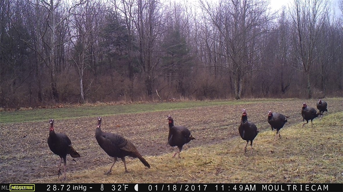 Springfield Road North Lima, OH 44452 - Photo 32 of 35