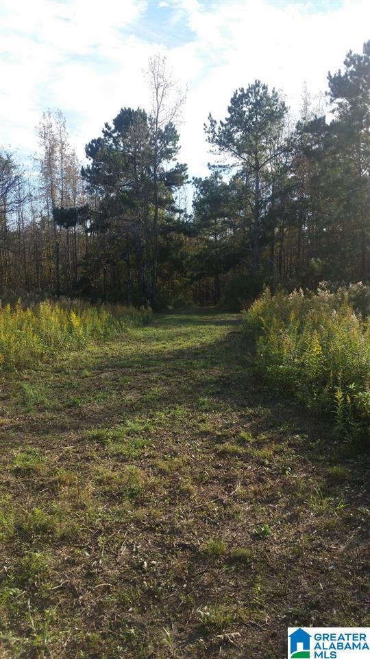 0 County Road 654 Muscadine, AL 36269 - Photo 3 of 9