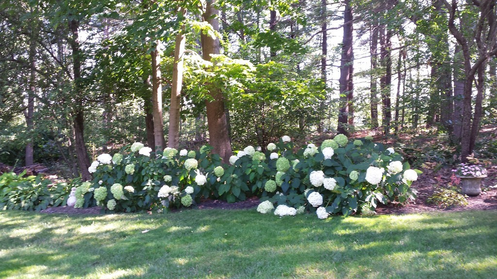 14 Skunk Road Merrimac, MA 01860 - Photo 24 of 25 a view of yard with tree and green space