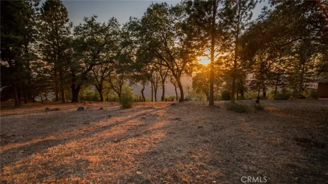 a view of a forest with trees