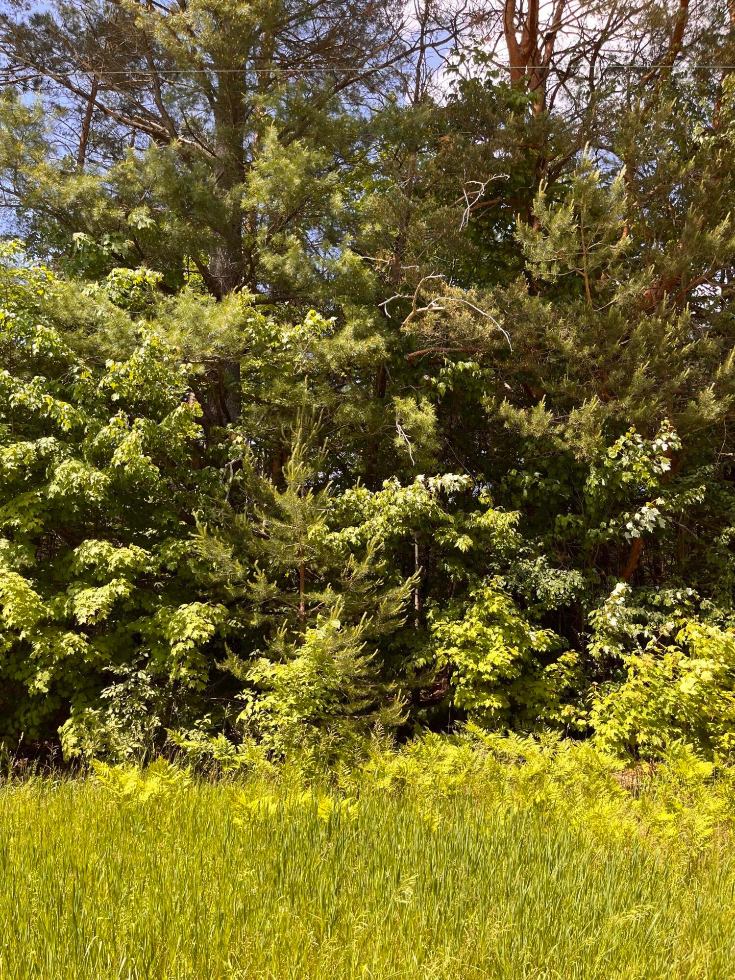 West Babbitt Road Frederic, MI 49733 - Photo 10 of 12 Gallery Image 10