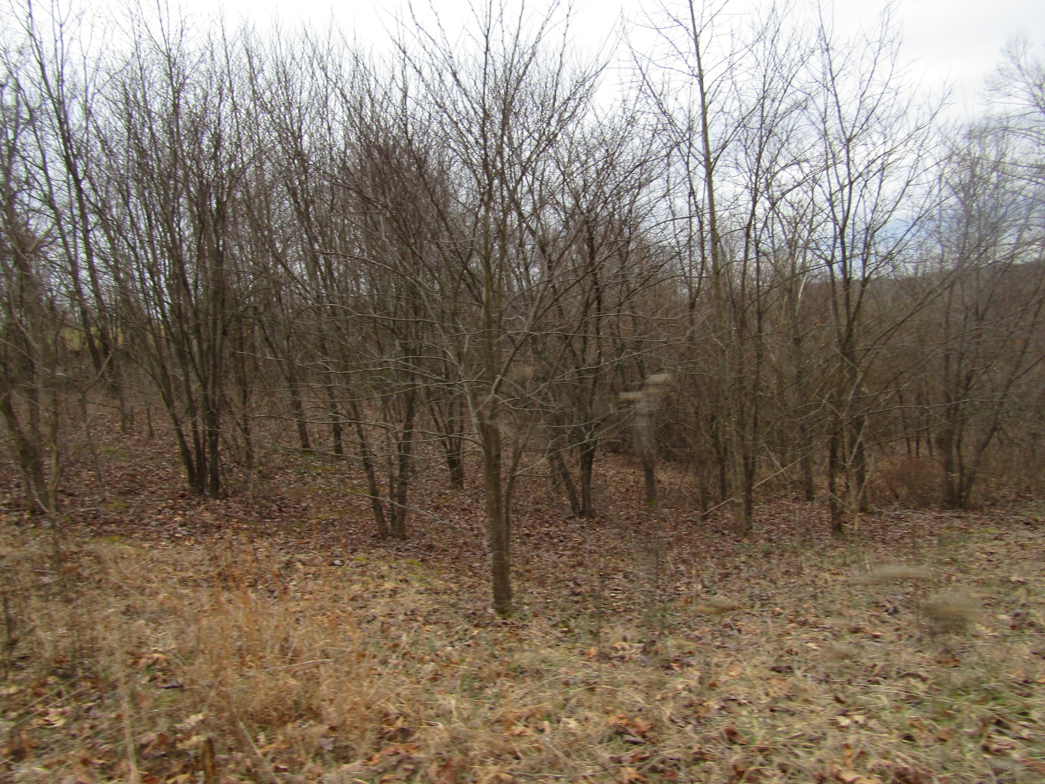 0 Upper Crab Road Jamestown, TN 38556 - Photo 13 of 20 Gallery Image 13