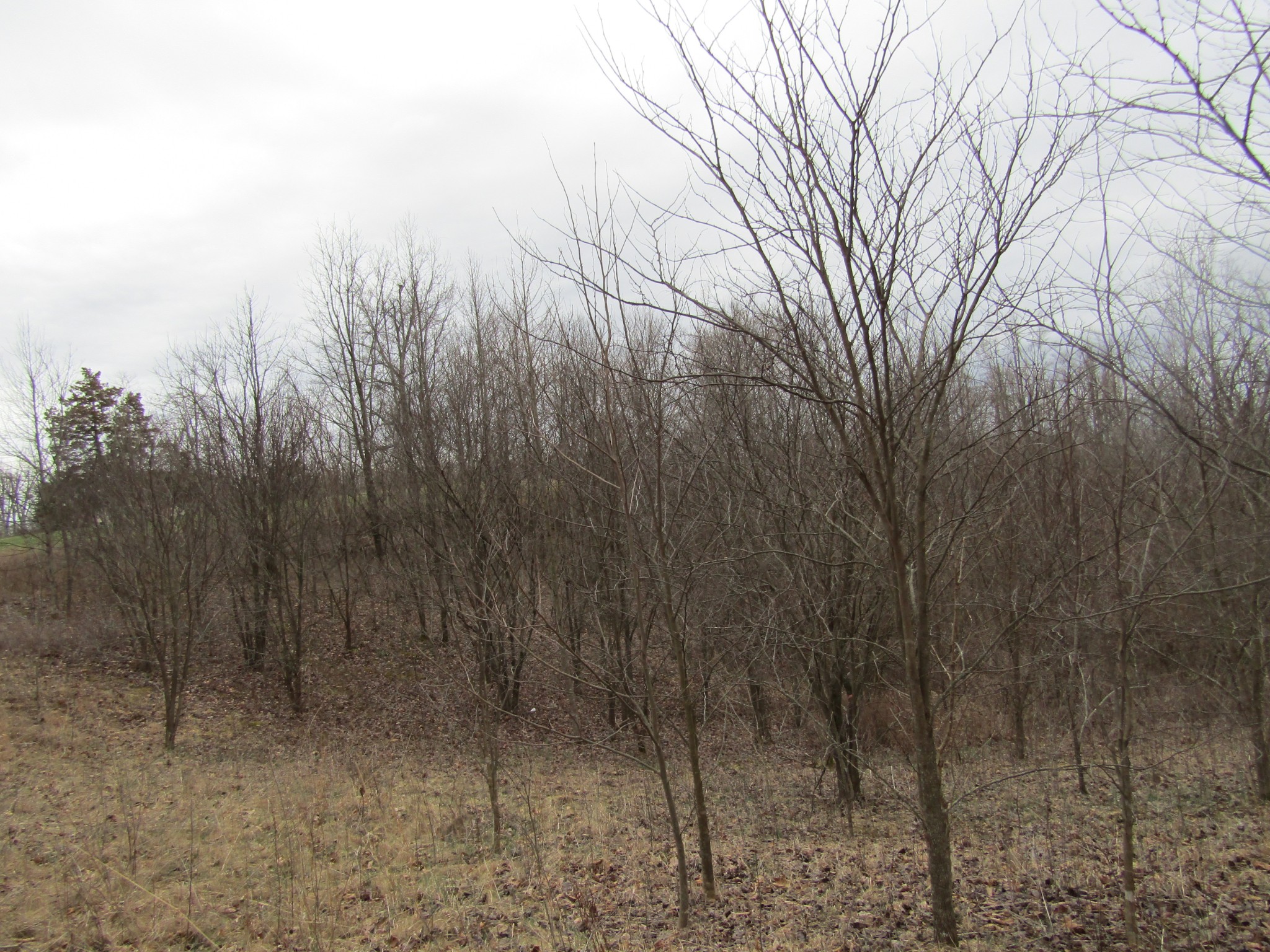 0 Upper Crab Road Jamestown, TN 38556 - Photo 10 of 20 Gallery Image 10