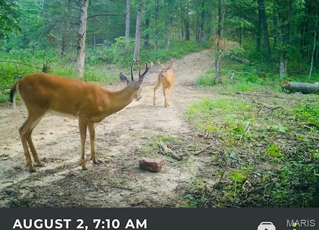 116.18 Acres Highway Bellflower, MO 63333 - Photo 18 of 28