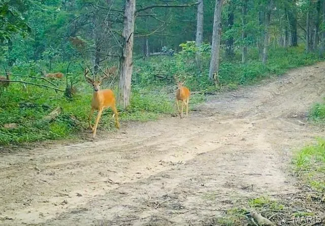 $836,496 | 116.18 Acres Highway, Bellflower, MO 63333