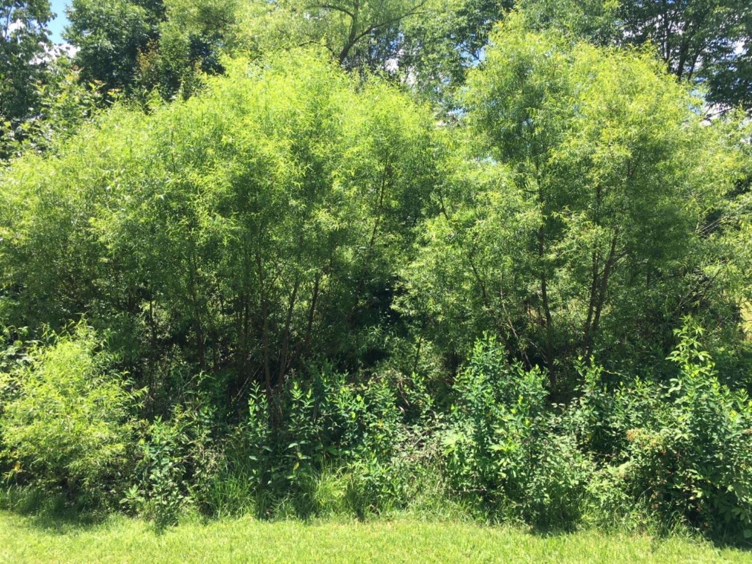 130 Arthur Jackson Road Berea, KY 40403 - Photo 10 of 13 Photo 10