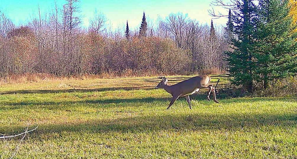 9298 Hingeley Road Meadowlands, MN 55765 - Photo 33 of 37